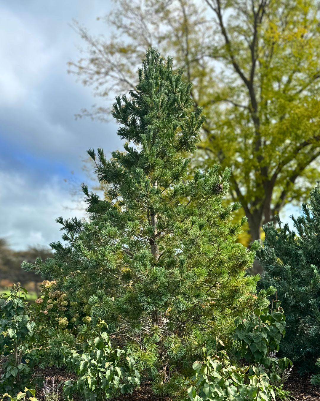 Vanderwolf's Pyramid Pine in fall with deciduous trees in the background.